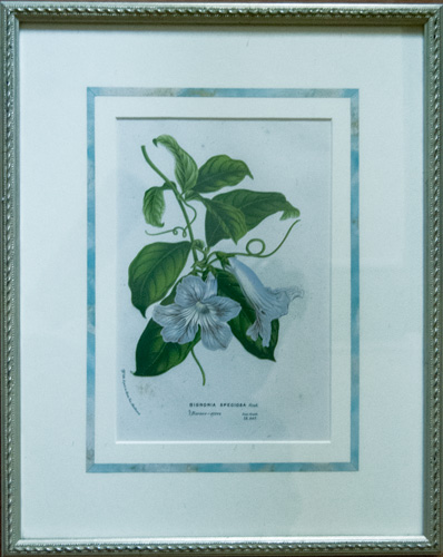 Ilex Aquifolium 